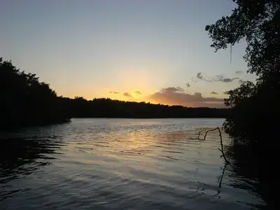 The Swamp and Red Ibiz
